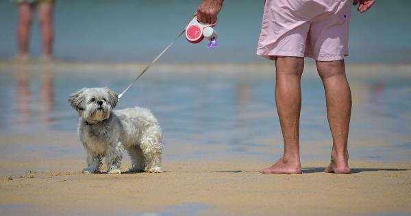 专家提醒宠物主人检查狗狗的耳朵是否有中暑的迹象