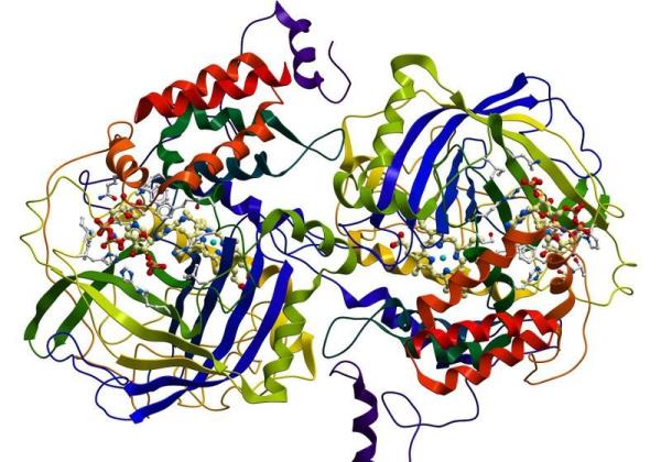早期蛋白质结构专家罗伯特·“巴斯”·鲍德温去世
